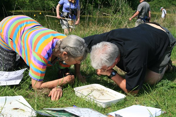 Pond dipping